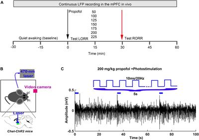 Cholinergic-Induced Specific Oscillations in the Medial Prefrontal Cortex to Reverse Propofol Anesthesia